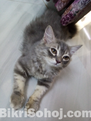 Persian cat